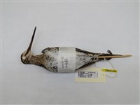 藏品(中地鷸)的圖片